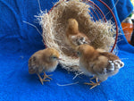 Rhode Island Red -- Available Babies