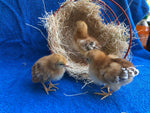 Rhode Island Red BANTAMS -- Upcoming Hatches