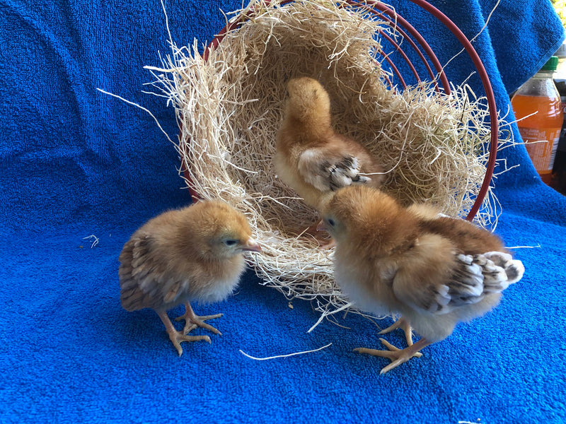 Rhode Island Red -- Upcoming Hatches