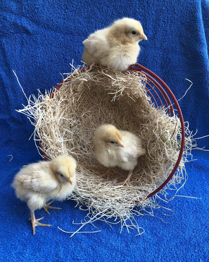 Buff Orpington BANTAM -- Upcoming Hatches