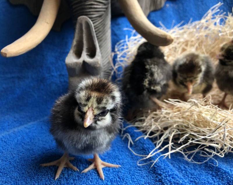 Black Laced Silver Wyandotte -- Upcoming Hatches