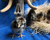 Black Laced Silver Wyandotte -- Available Babies