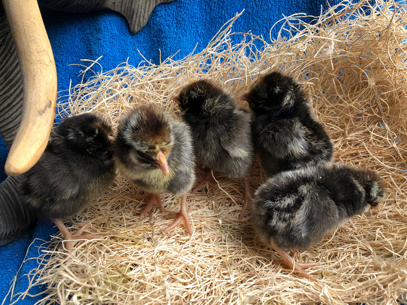 Black Laced Silver Wyandotte -- Upcoming Hatches