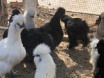 Collection -- Oodles of Silkies -- Upcoming