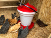 Barred Rocks -- Available Babies