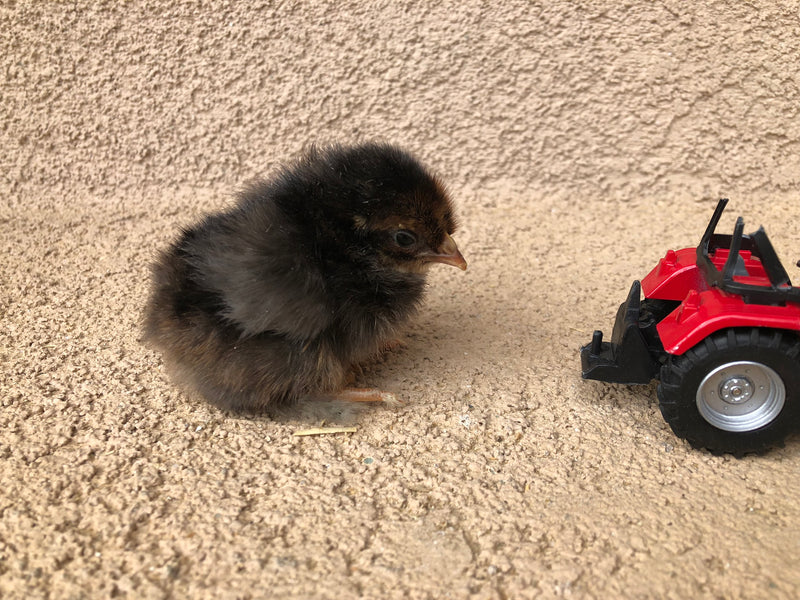 French Cuckoo Marans -- Upcoming Hatch