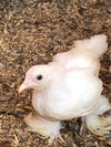 Cochin Bantams -- White Color -- Upcoming Hatch