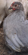 Cochin Bantams -- Blue Color-- Available Now