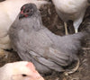 Cochin Bantams -- Blue Color-- Available Now