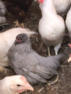 Cochin Bantams -- White Color -- Upcoming Hatch
