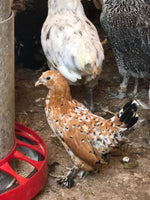 Mille Fleur D'uccles Bantams - Disponible ahora