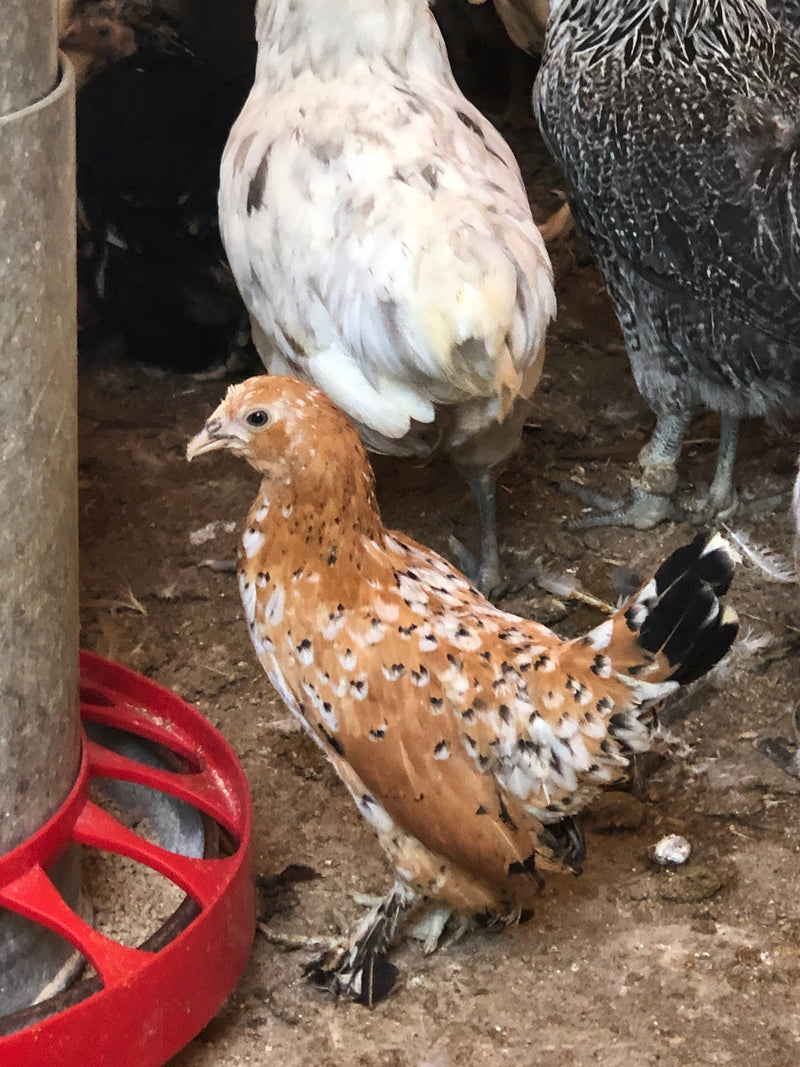 Mille Fleur D'uccles Bantams - Disponible ahora