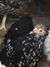 Cochin Bantams - Color moteado