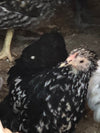 Cochin Bantams -- Red Color -- Upcoming Hatch