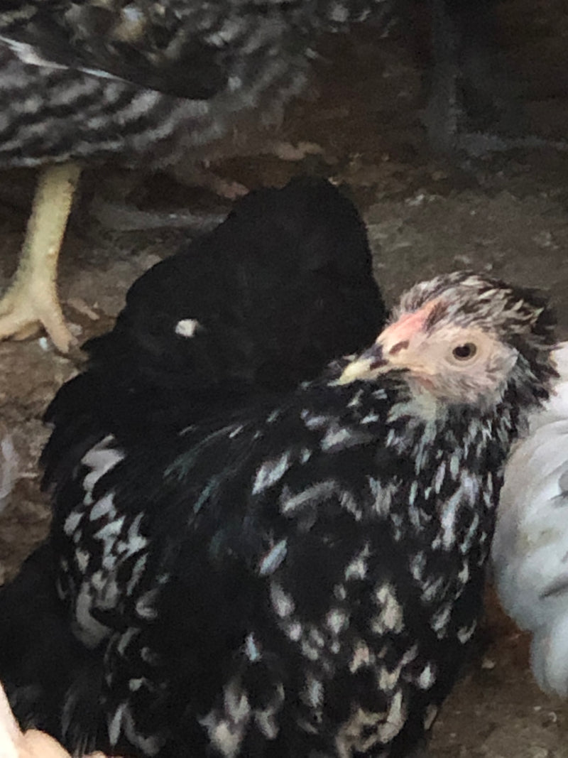 Cochin Bantams - Color moteado