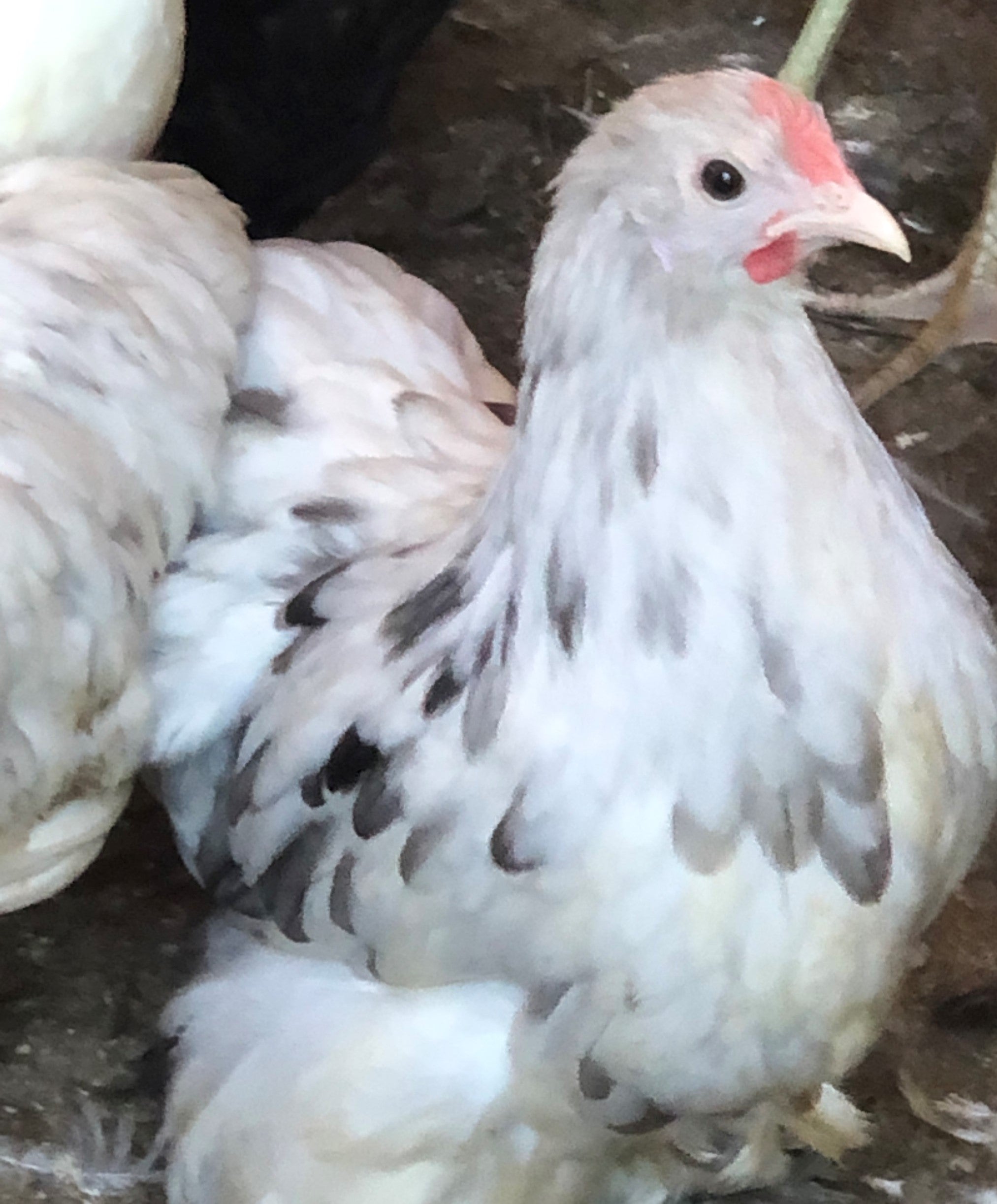 Cochin Cochin Bantams -- Splash Color -- Upcoming Hatch – Backyard Chickies