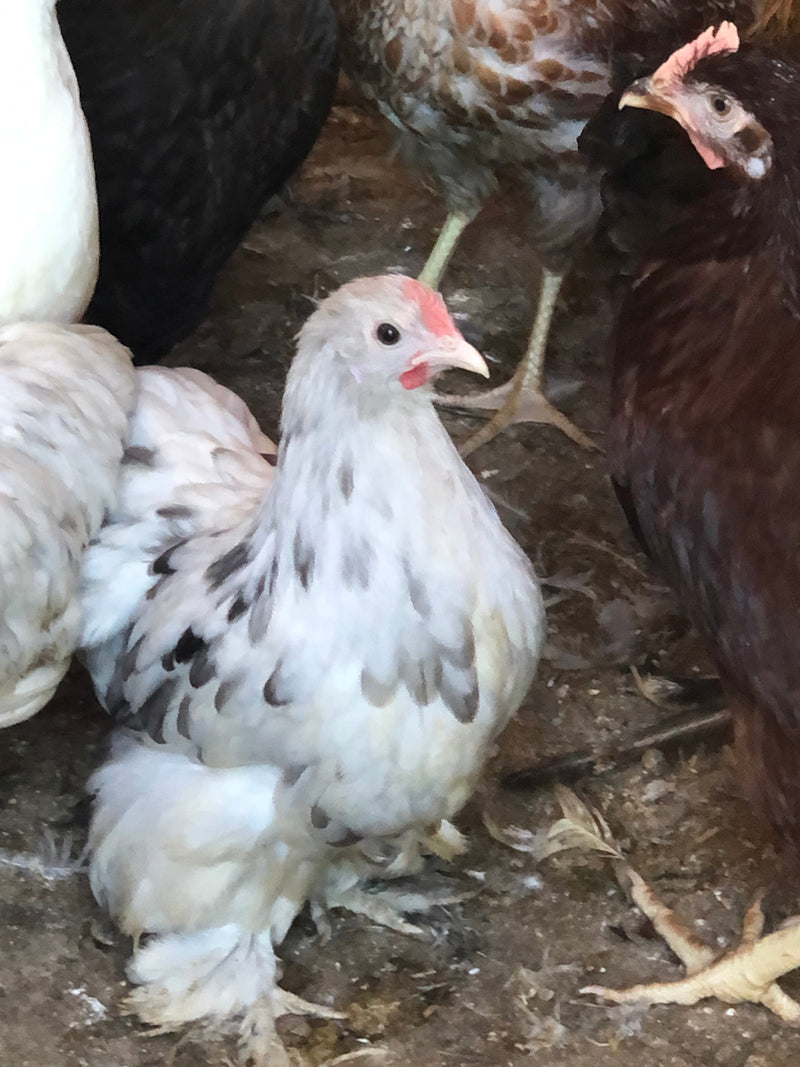 Cochin Bantams -- Black Color -- Upcoming Hatch