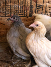 Cochin Bantams -- White Color -- Upcoming Hatch