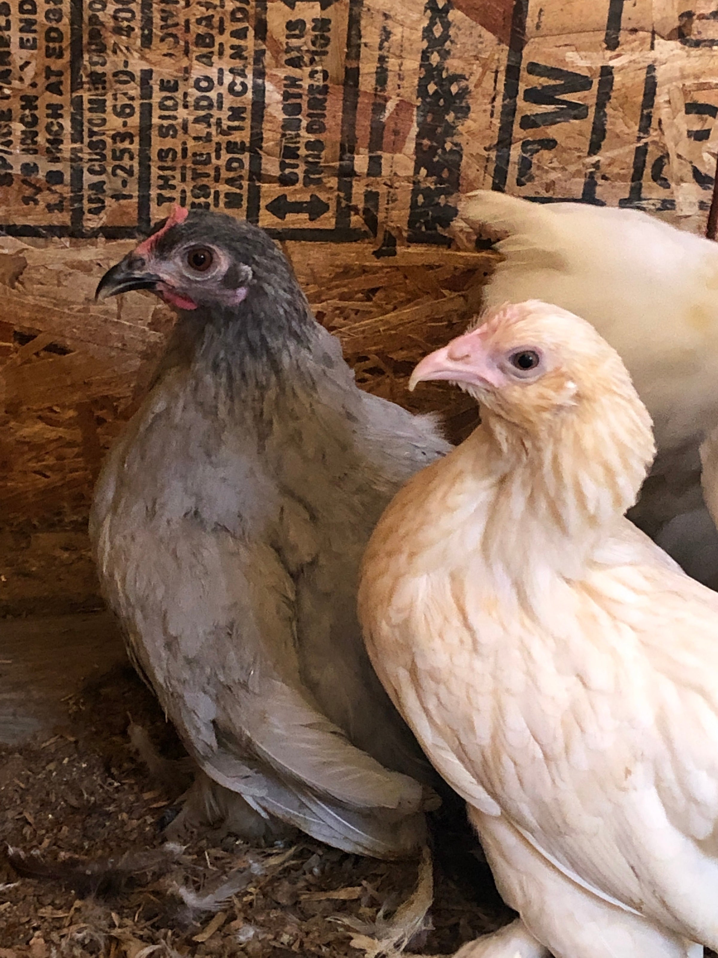 Birchen Color Cochin Bantams -- Birchen Color -- Upcoming Hatch – Backyard Chickies