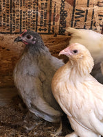 Cochin Bantams -- Red Color -- Upcoming Hatch