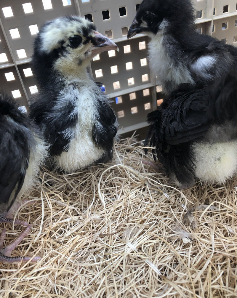 Australorp negro: listo para cooperativa