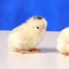 Mottled Japanese BANTAM -- Upcoming Hatches