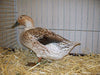Welsh Harlequin Ducks -- Upcoming