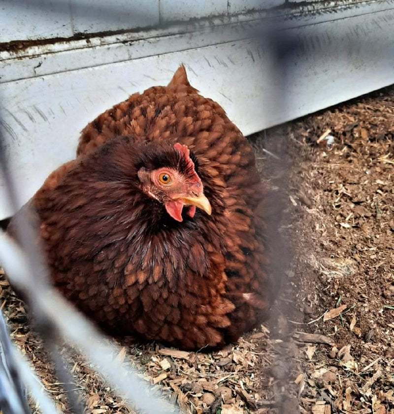 Cochin Bantams -- Red Color -- Upcoming Hatch