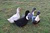 Blue Swedish Ducks -- Upcoming