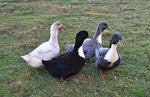 Blue Swedish Ducks -- Upcoming