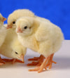 Jumbo Cornish Cross Broilers -- Upcoming