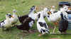 Ancona Ducks -- Upcoming