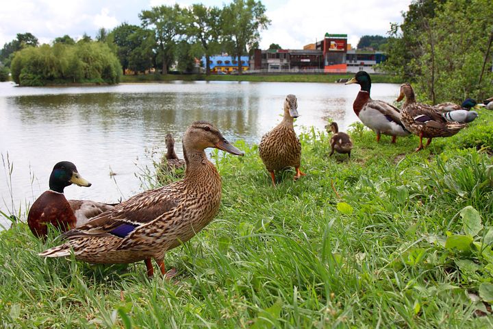 Collection Baby Ducks -- Upcoming