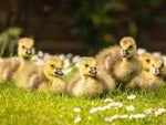 Collection Baby Geese -- Upcoming