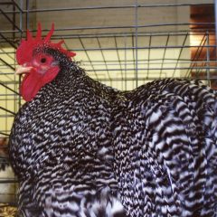 Cochin Bantams -- Barred Color -- Upcoming Hatch