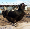 Black Ameraucanas (True Ameraucanas...not Easter Eggers) -- Available Now 16+ Weeks Old