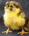 Black Ameraucanas (True Ameraucanas...not Easter Eggers) -- Upcoming Hatches