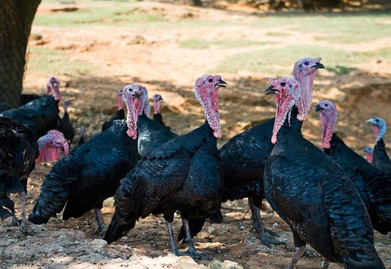 Turkeys  -- Black Spanish -- Upcoming