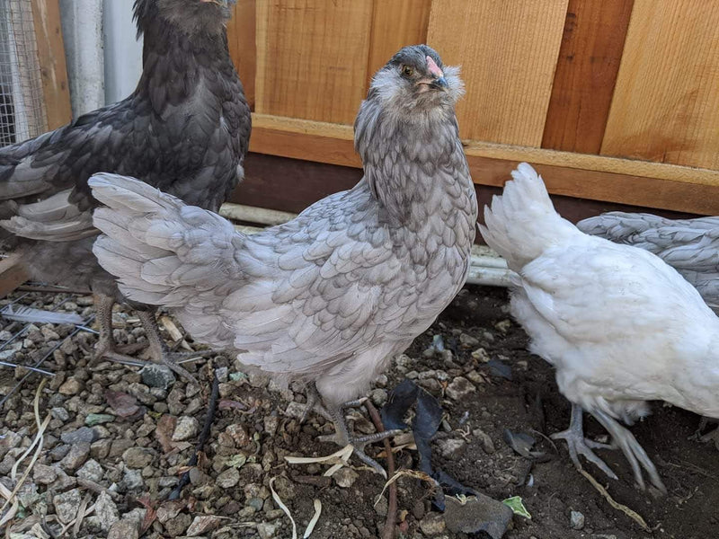 Blue Ameraucanas (True Ameraucanas...not Easter Eggers) -- Available Babies