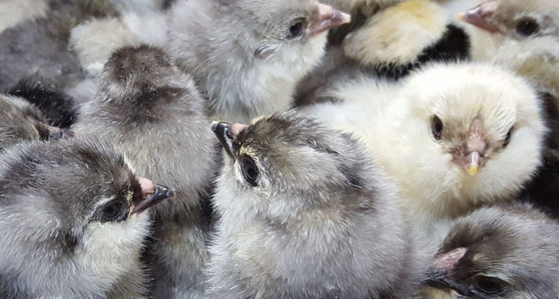 Ameraucanas azules (verdaderas Ameraucanas... no huevos de Pascua) – Próximas eclosiones