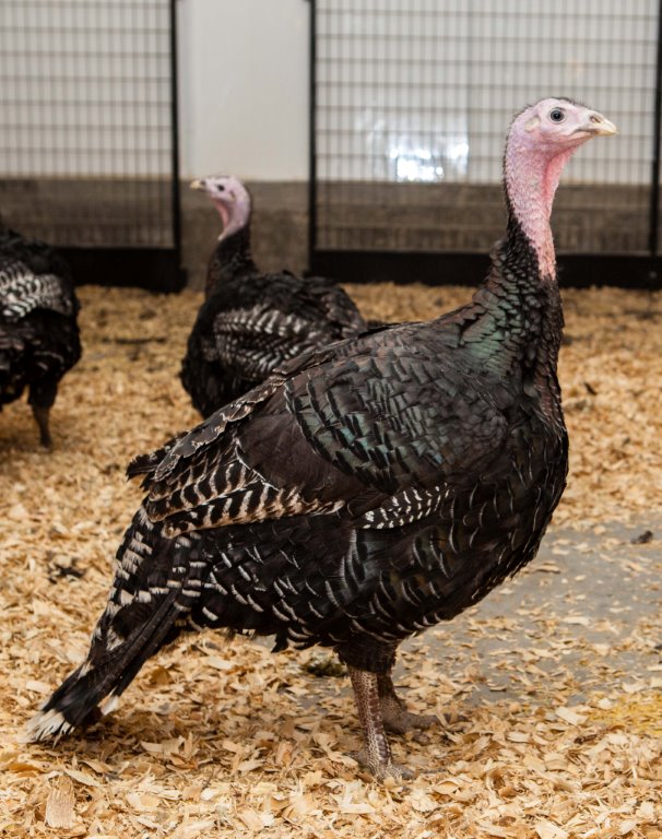 Turkeys  -- Broad Breasted Bronze -- Upcoming