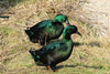 Cayuga Ducks -- Upcoming