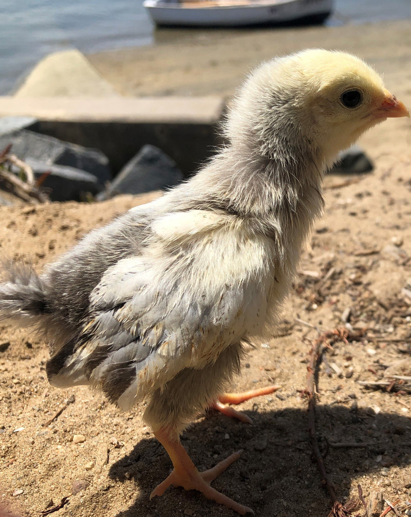 Columbian Wyandotte -- Upcoming Hatches