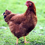 Rhode Island Red -- Coop Ready
