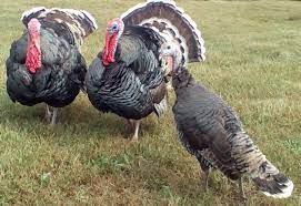 Turkeys  -- Heritage Standard Bronze -- Upcoming