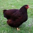 Rhode Island Red -- Upcoming Hatches