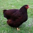 Rhode Island Red -- Coop Ready