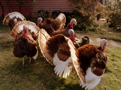 Turkeys  -- Bourbon Red -- Upcoming