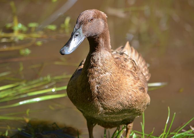 Khaki Campbell Ducks -- Upcoming