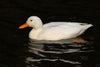 White Pekin Ducks -- Upcoming